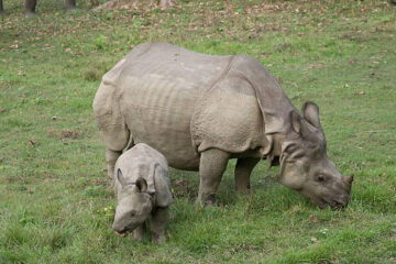 Chitwan national park